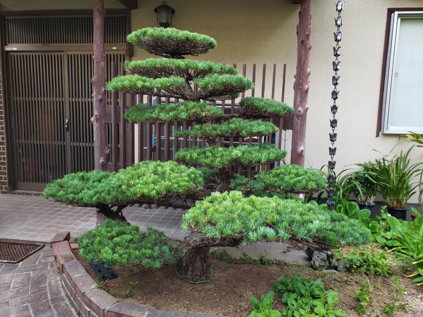 植木 庭木 五葉松 - 千葉県のその他