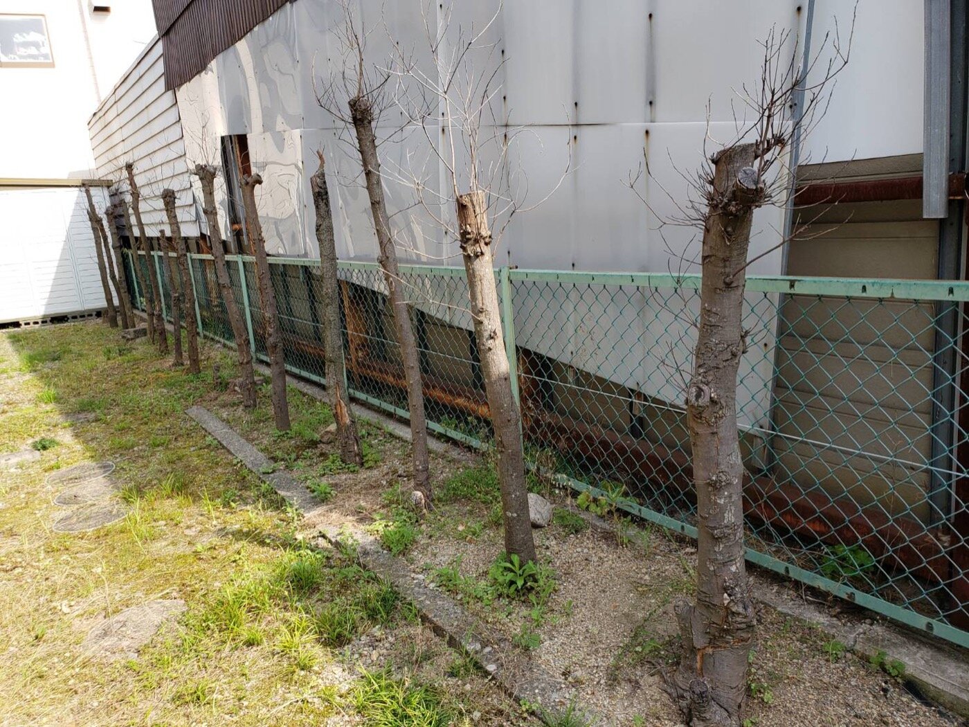 除草剤の脅威 庭木のお手入れ スタッフブログ ダスキンロイヤル