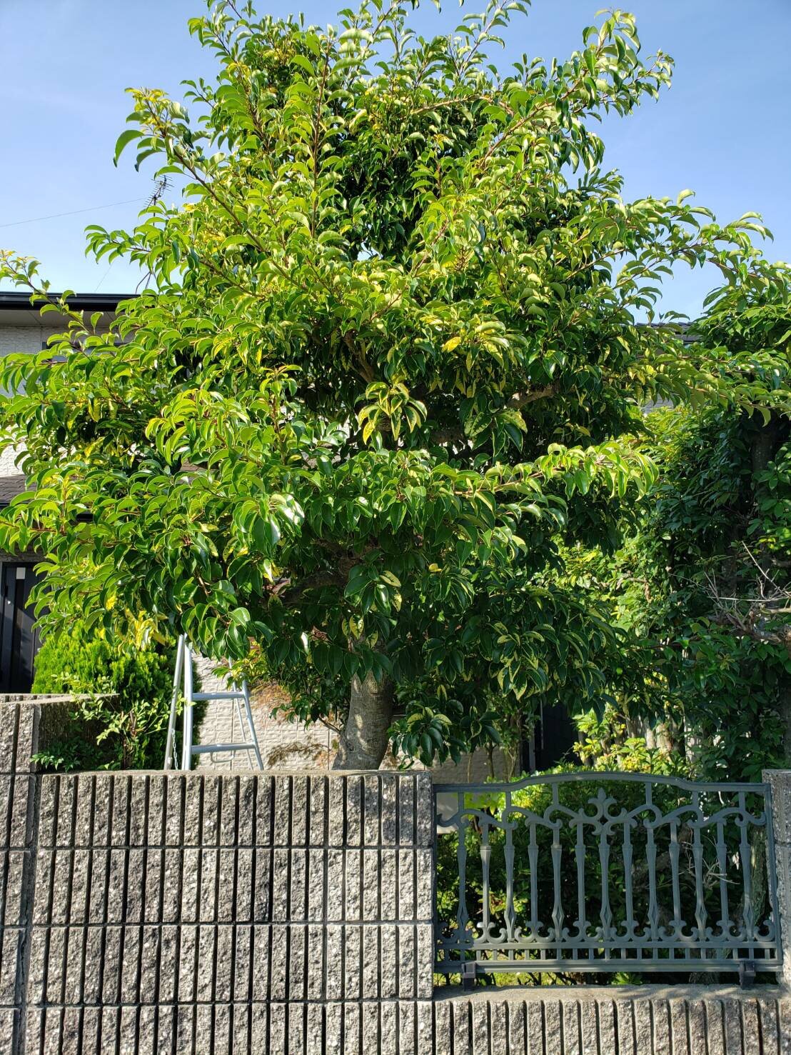 縁起の良い木 庭木のお手入れ スタッフブログ ダスキンロイヤル