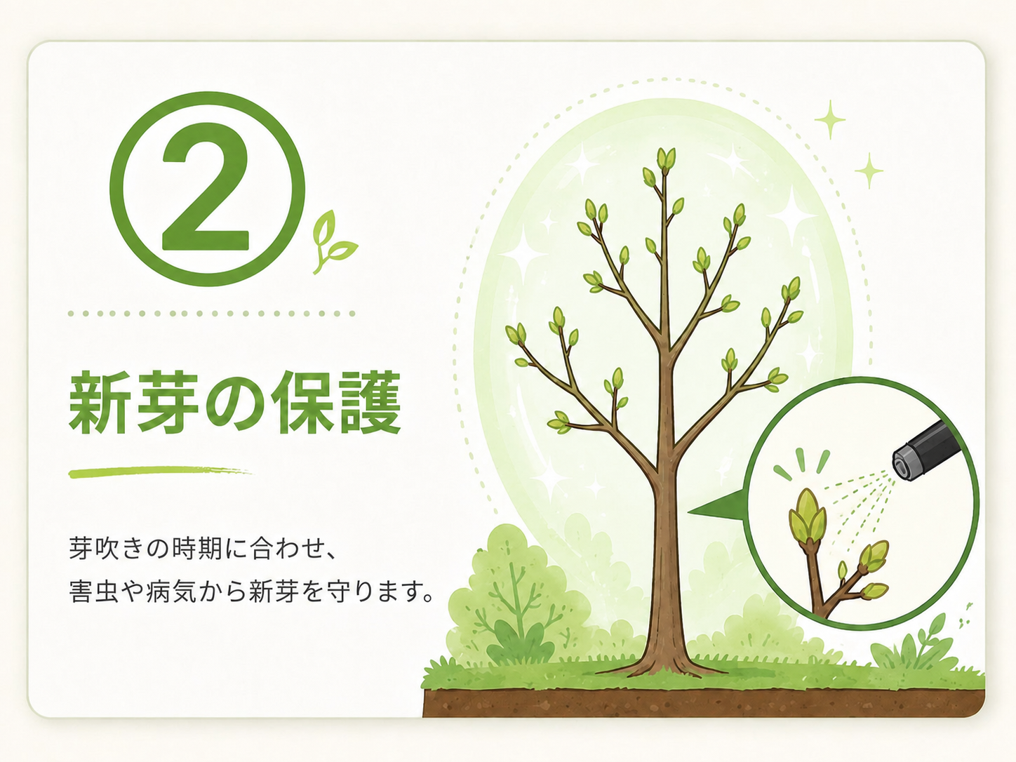② 新芽の保護のサービス内容を示すイラスト