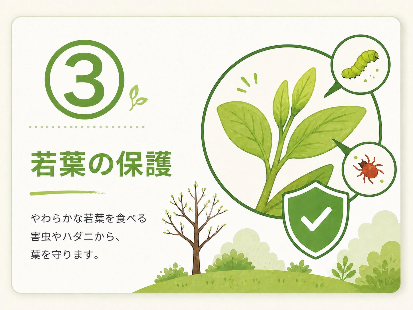 ③ 若葉の保護のサービス内容を示すイラスト