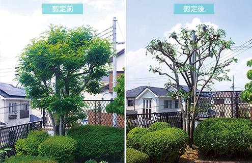 庭木の剪定前と剪定後