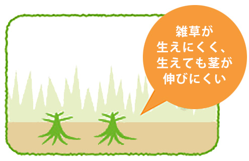 雑草が生えにくく、生えても茎が伸びにくくなる特長の説明